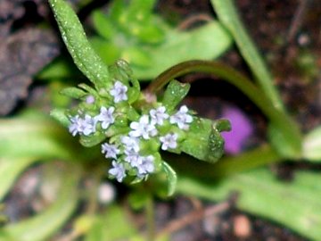 Piccola pianta con fiori piccolissimi - Valerianella sp.